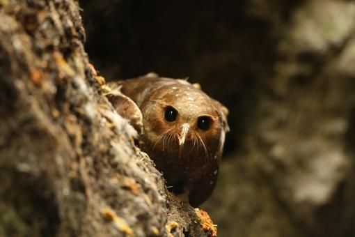 طائر الزيت الكاريبي