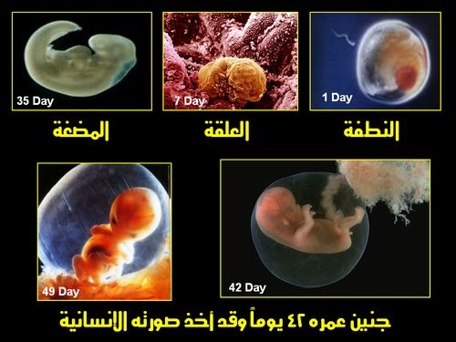 صورة جنين