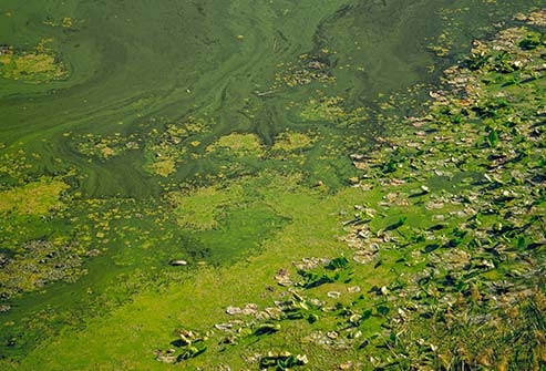 الطحالب السميّة