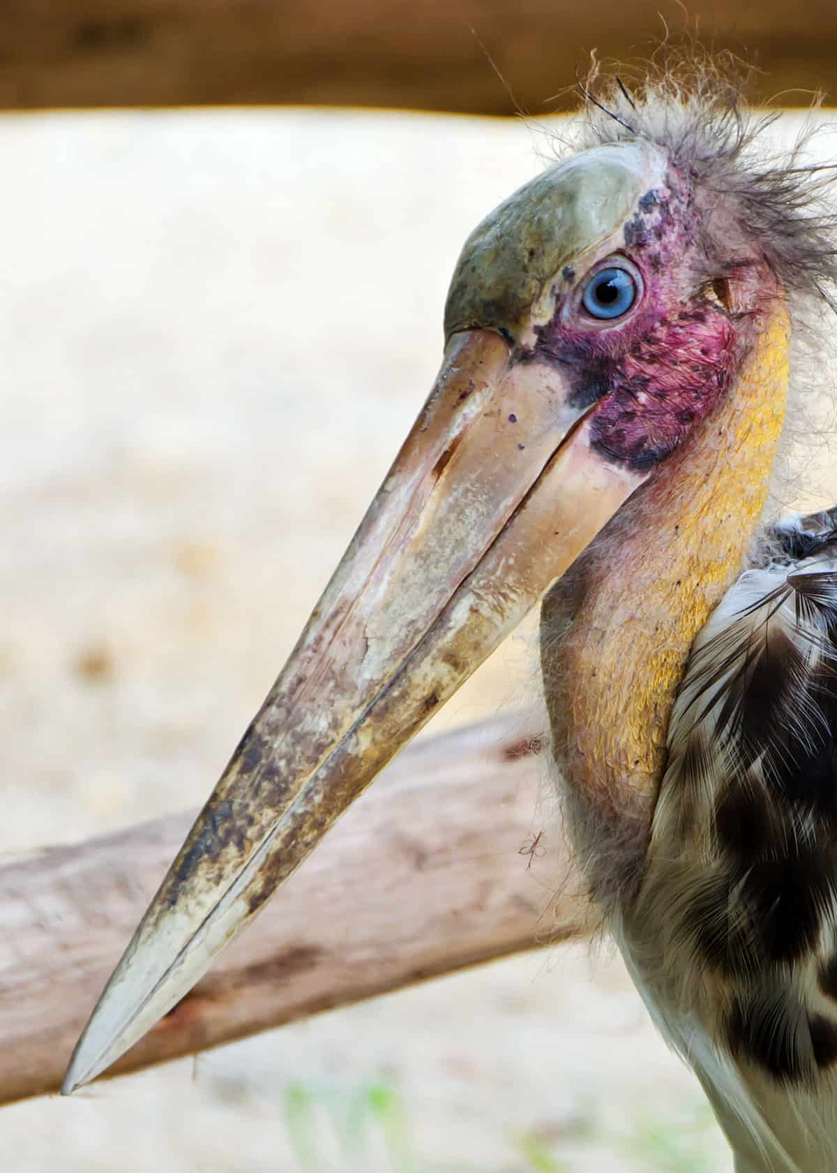 أبو سعن الأفريقي