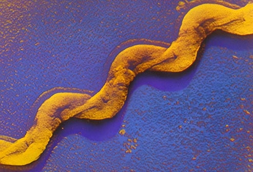 داء البريميات