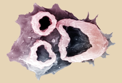 النيغلريّة الدجاجيّة