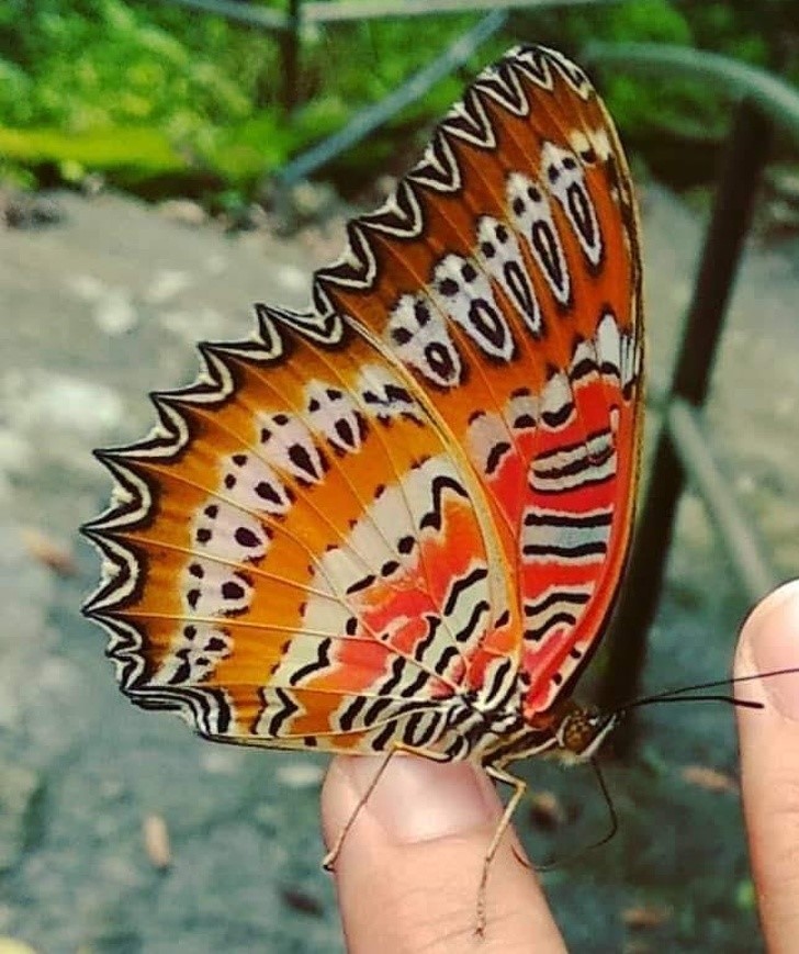 الفراشة التي يوجد على جناحيها أشكال وجوه مُقنَّعة وتعيش في الهند
